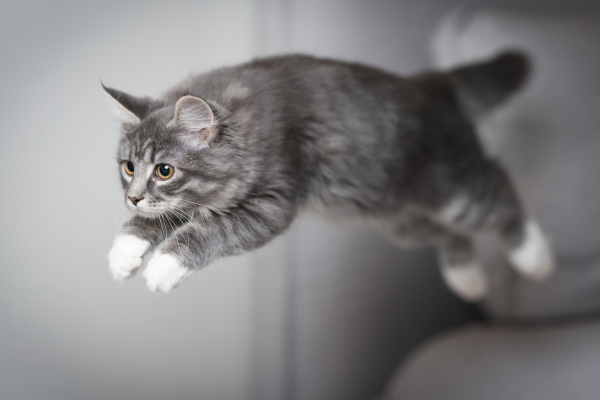 Guida Alle Articolazioni del Gatto, Cura e Domande Frequenti Amici e Natura iTALIA Guida Alle Articolazioni del Gatto, Cura e Domande Frequenti Amici e Natura iTALIA